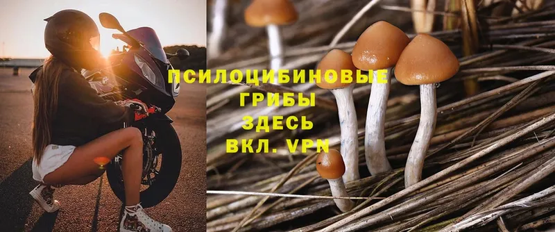 купить закладку  Димитровград  кракен ССЫЛКА  Галлюциногенные грибы Cubensis 